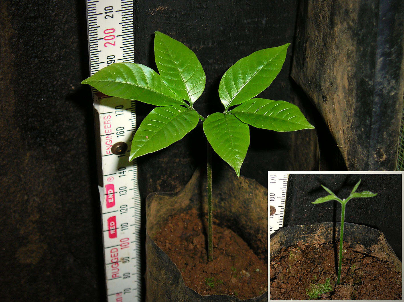 Image of mahogany family