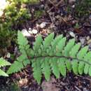 Image of Eared Lady Fern