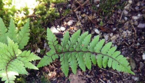 Image of ladyfern