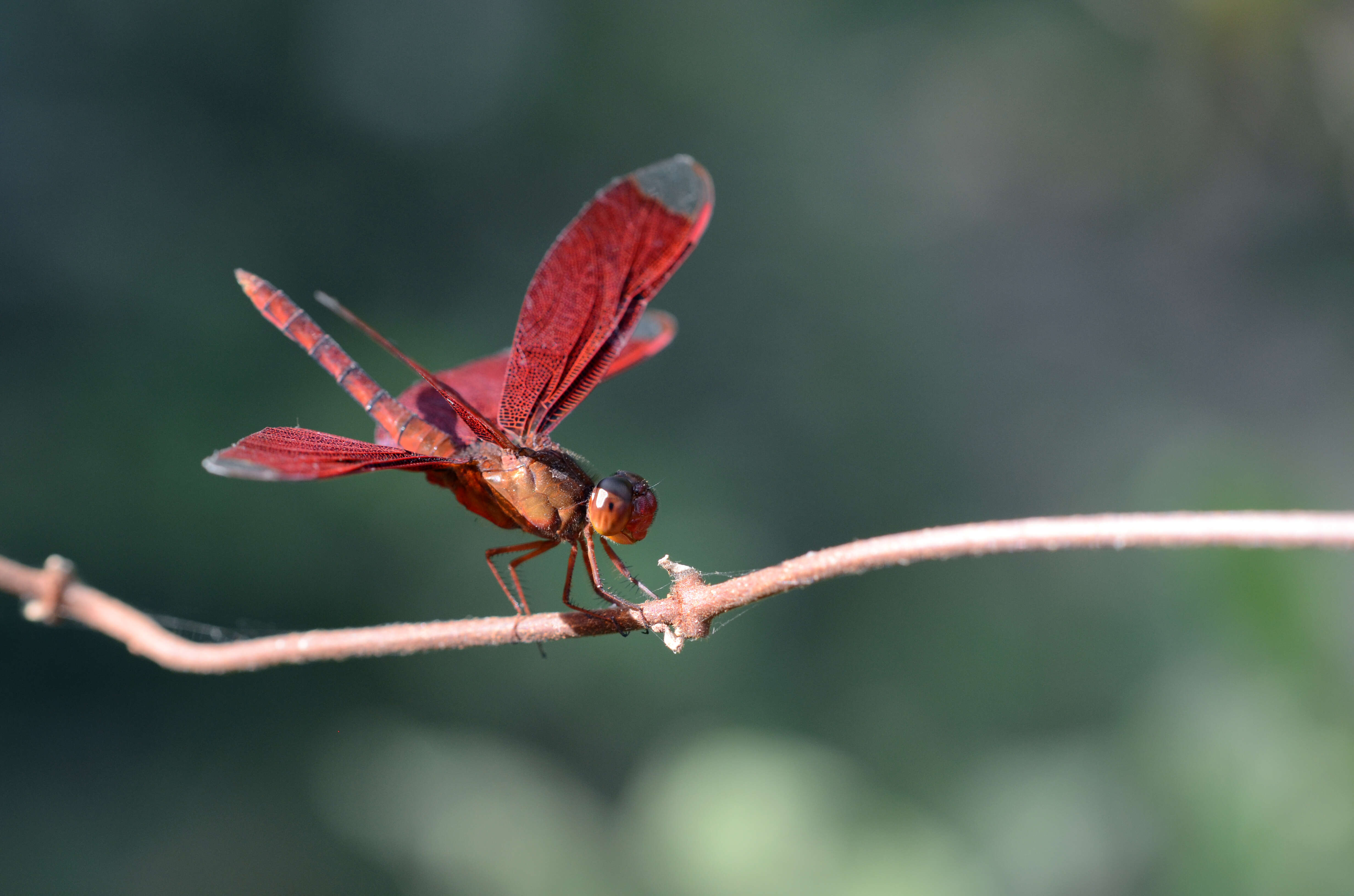 Image of Black Stream Glider