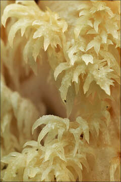 Image of Hericium flagellum (Scop.) Pers. 1797