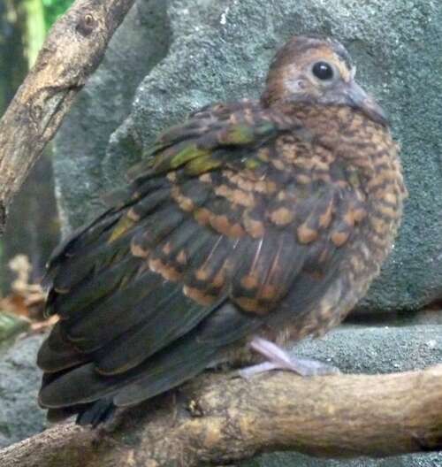 Image of Common Emerald Dove