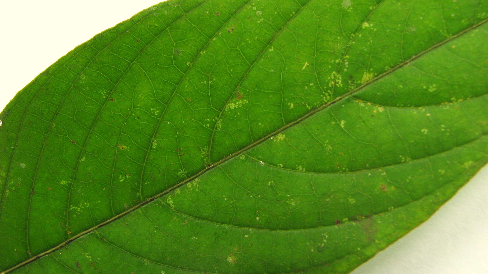 Image of Palicourea bracteocardia (DC.) Delprete & J. H. Kirkbr.