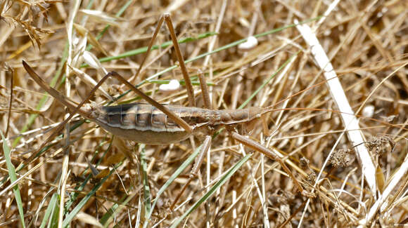 Image of Common Predatory Bush-cricket