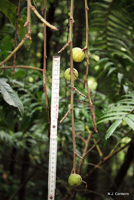 Image de Ficus sur Forssk.