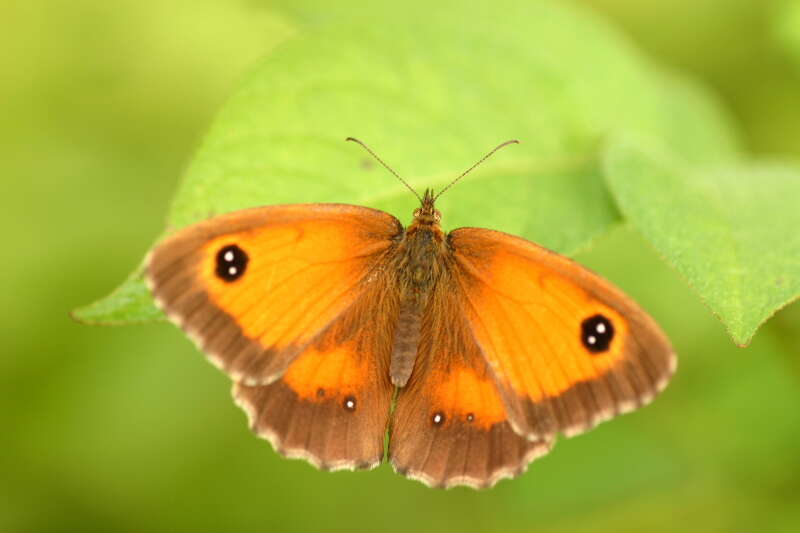 Image of hedge brown