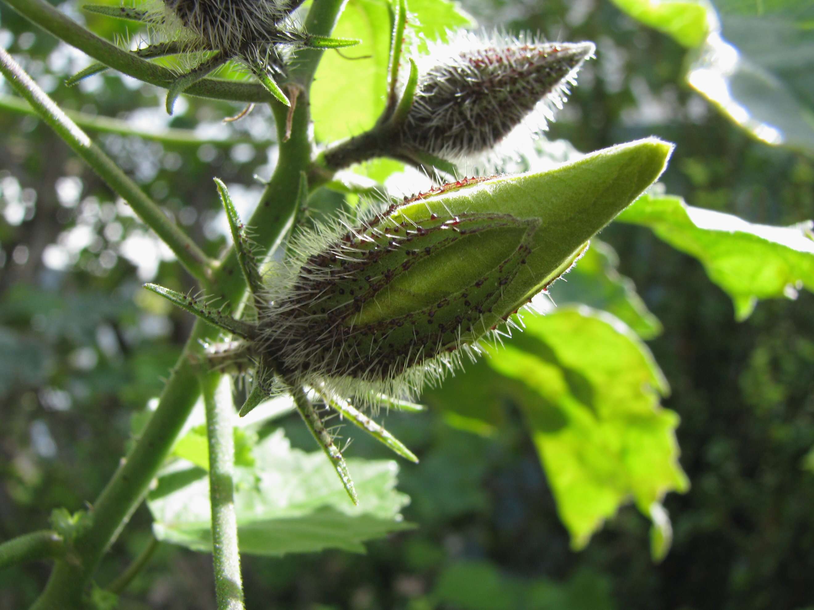 Image of Mokulei rosemallow