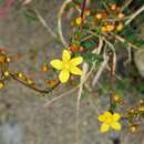 Image of trailing St John's-wort