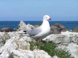 Image of shorebirds and relatives