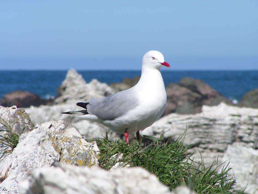 Image of shorebirds and relatives