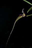 Image of Bulbophyllum fascinator (Rolfe) Rolfe