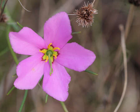 Image of largeflower rose gentian