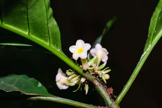 Image of Silvianthus bracteatus Hook. fil.