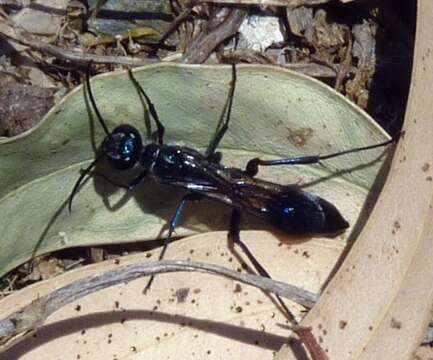 Image of Blue Mud Wasps