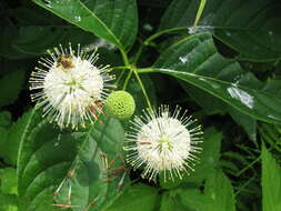 Image of common buttonbush