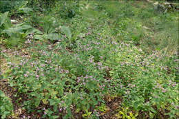 Clinopodium vulgare subsp. vulgare resmi