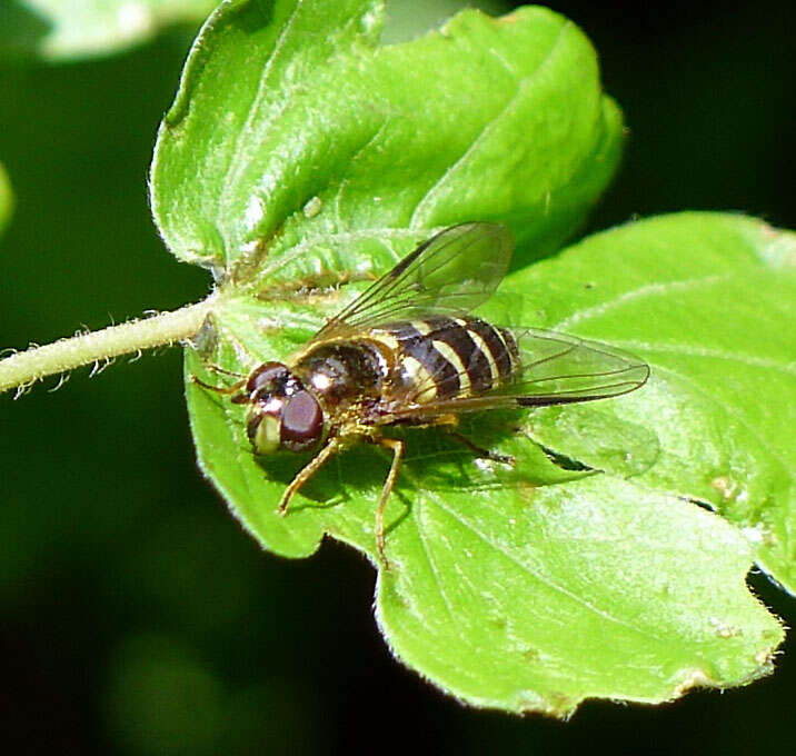 Image of Dasysyrphus venustus (Meigen 1822)