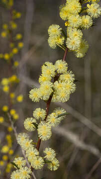 Image of early wattle