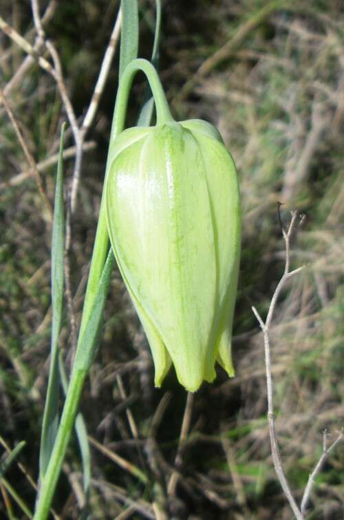 Image of fritillaries