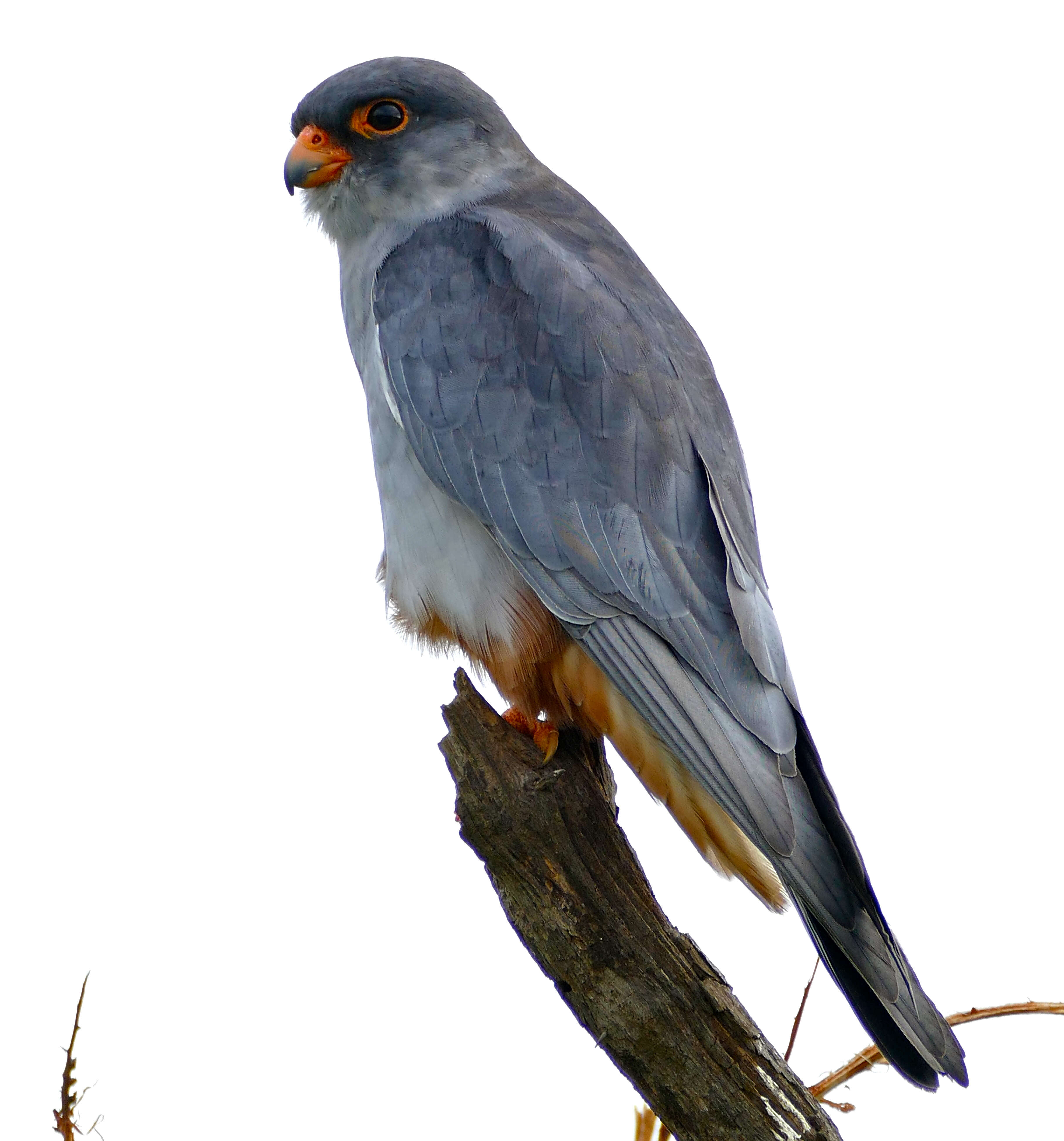 Image of Amur Falcon