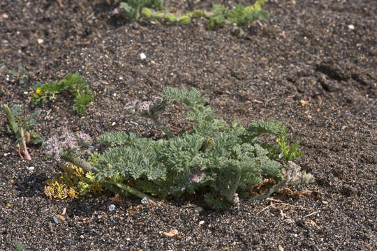 Image of Daucus pumilus (L.) Hoffm. & Link