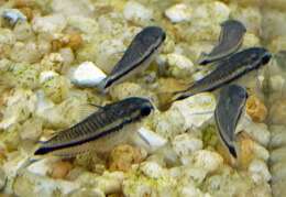 Image of Pygmy catfish