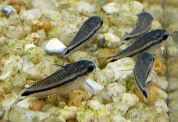 Image of callichthyid armored catfishes