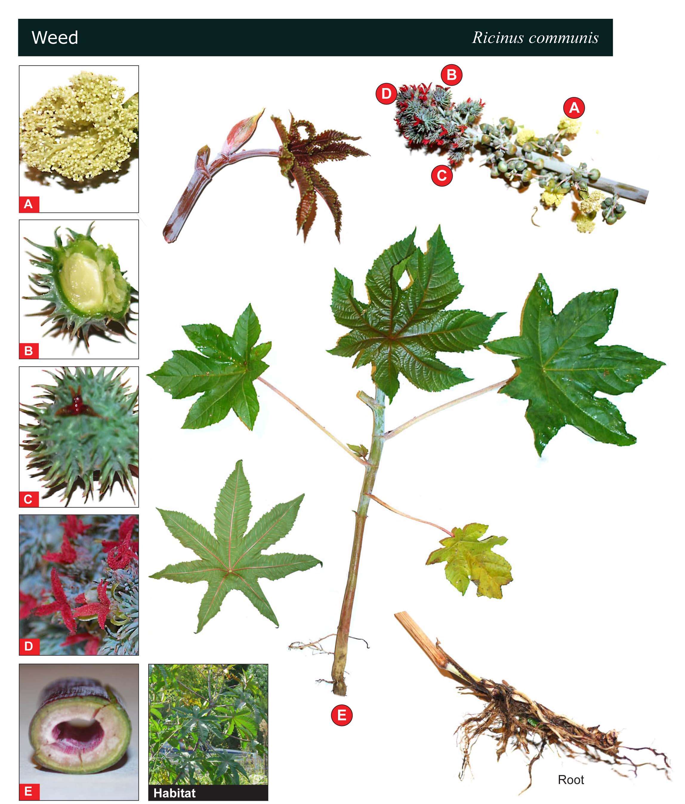 Image of Ricinus