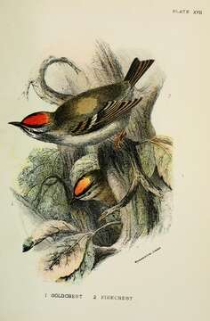 Image of Goldcrest