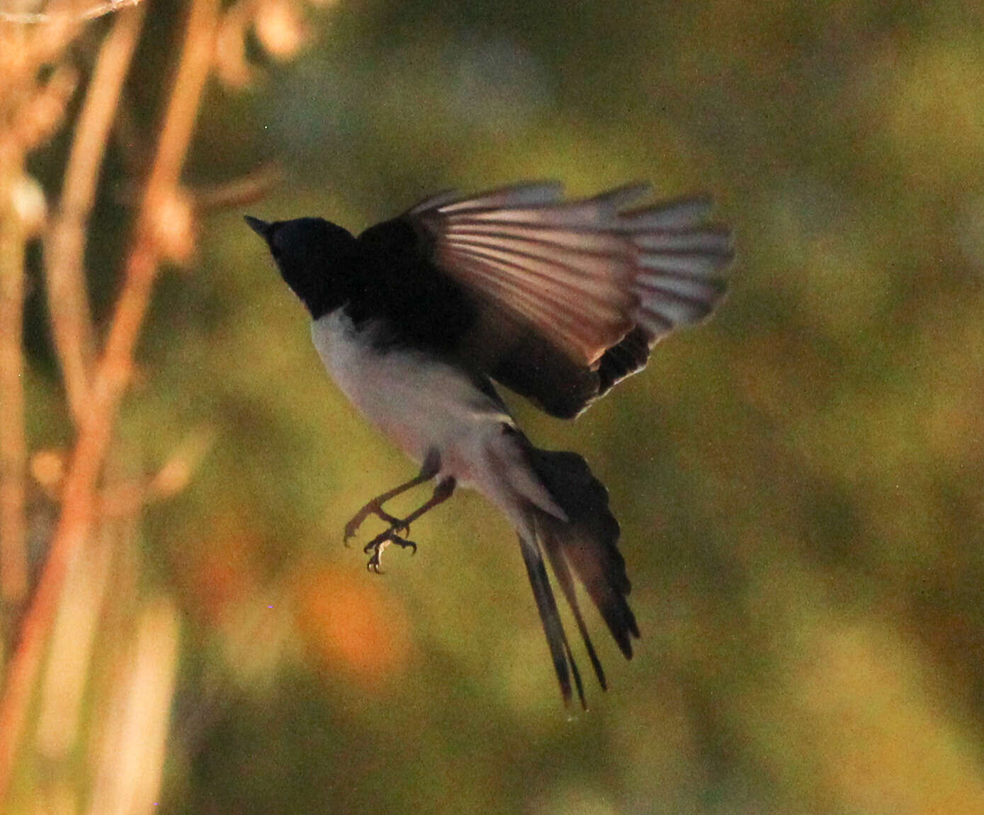 Image of Restless Flycatcher