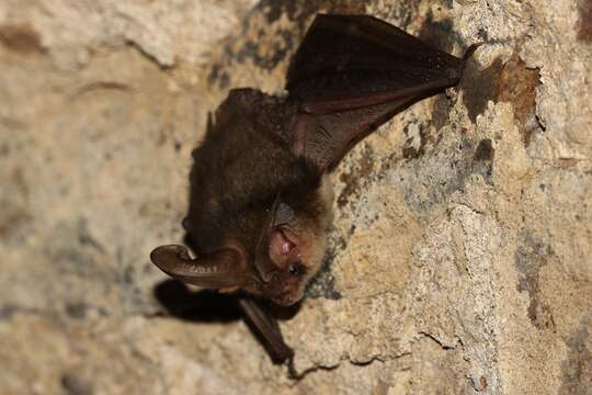 Image of Brown long-eared bat