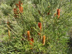 Image of heath-leaf banksia