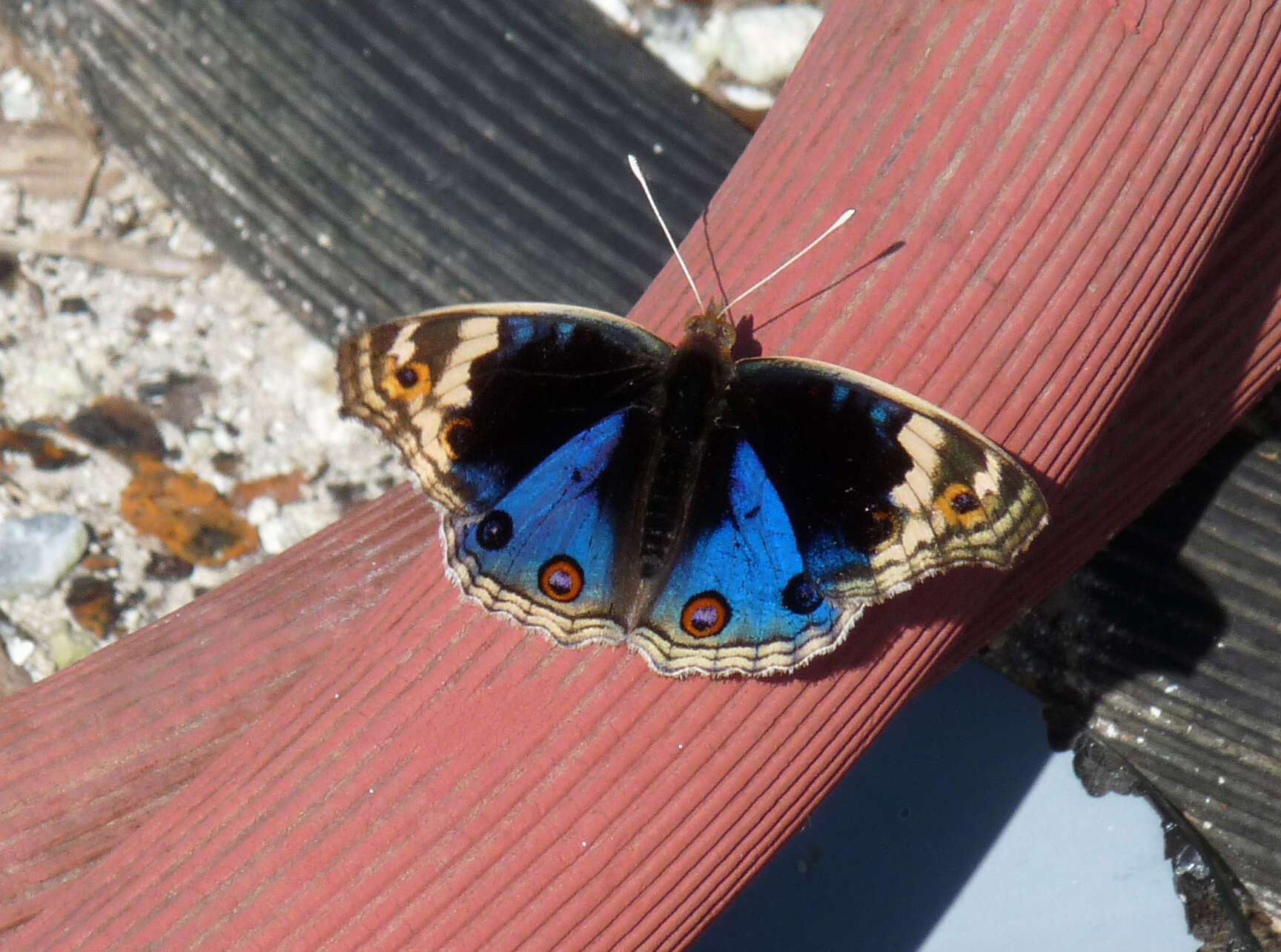 Plancia ëd Junonia orithya Linnaeus 1764