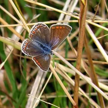 Image of common blue