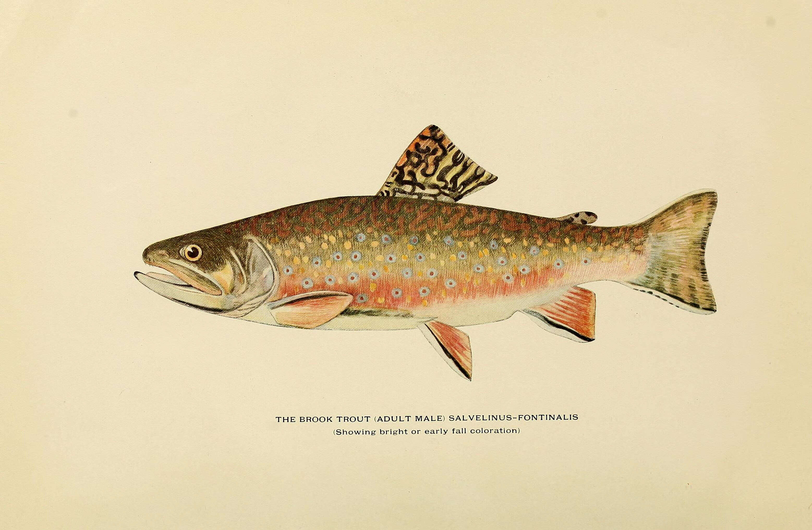 Image of Salvelinus