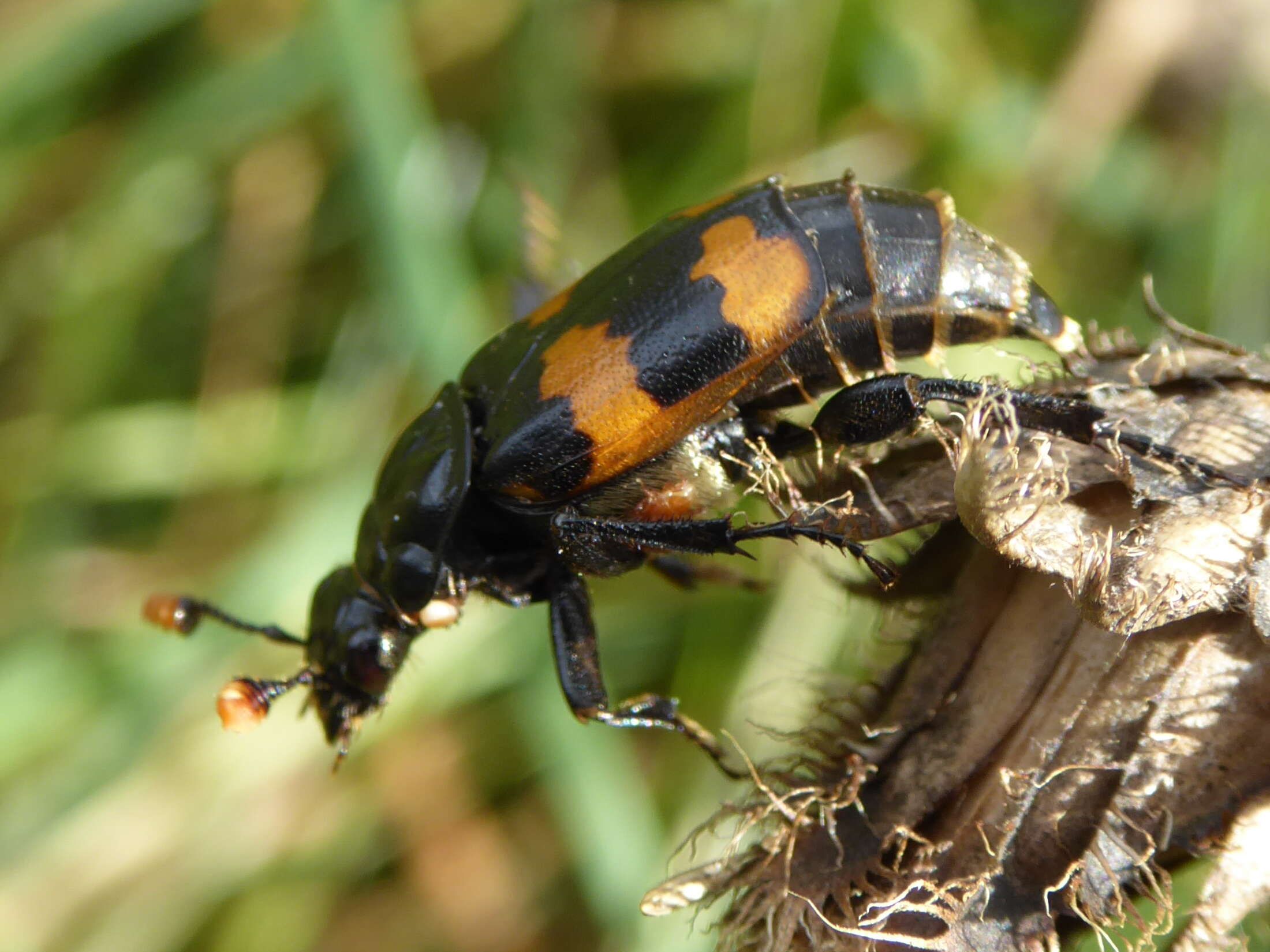 Image of Nicrophorus (Nicrophorus) interruptus (Stephens 1830)