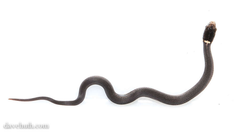 Image of brown-bellied snakes