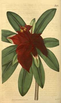 Image of jamaican poinsettia