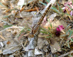 Image of Brachythemis Brauer 1868