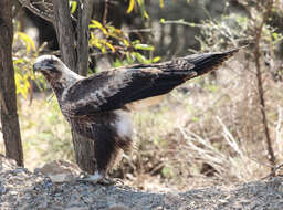 Image of Aquila audax audax (Latham 1801)