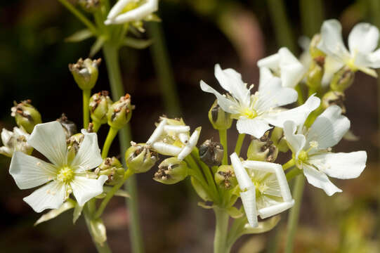 Image de Dionaea