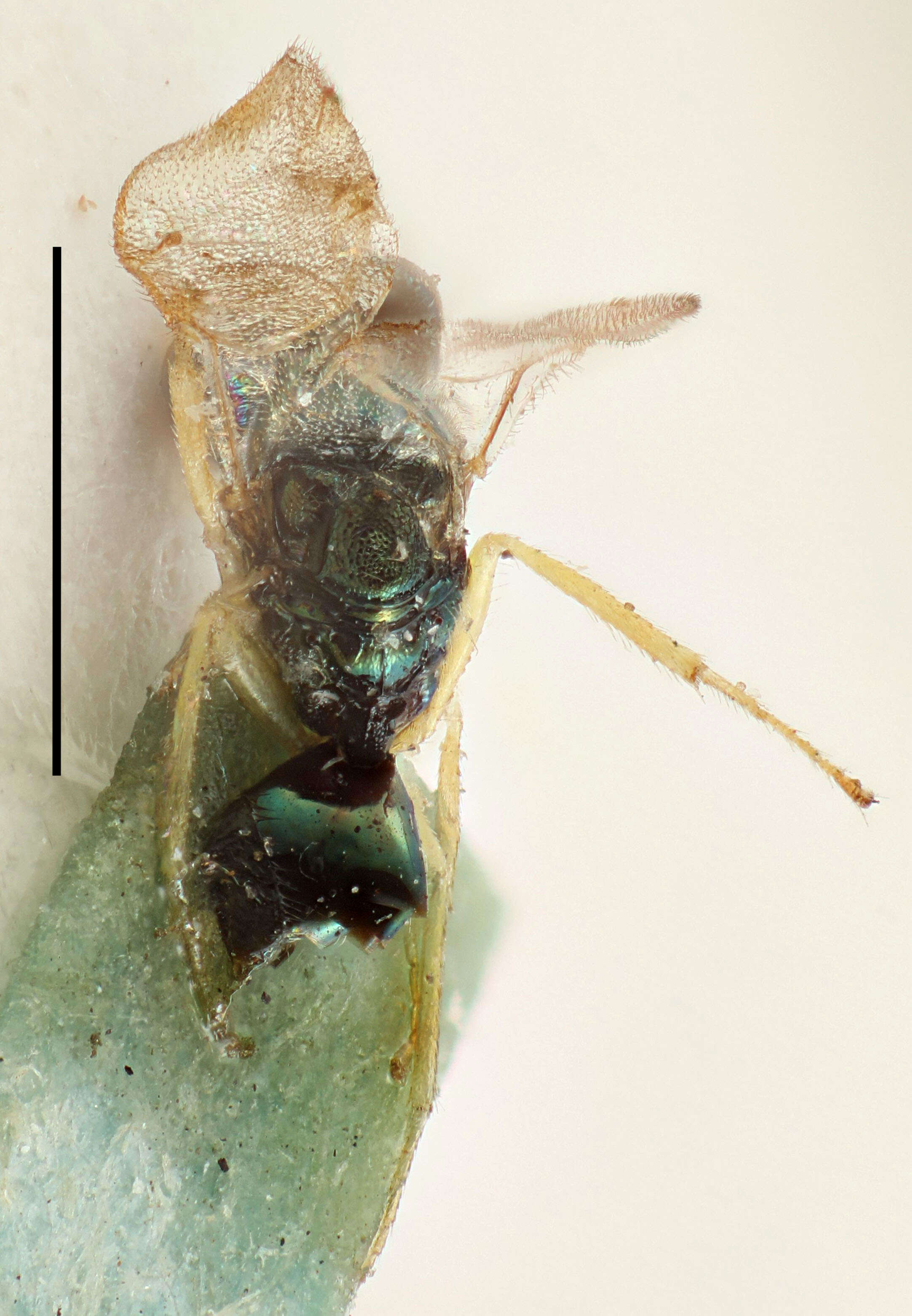 Image of Halticoptera