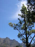 Image of Canary Island pine