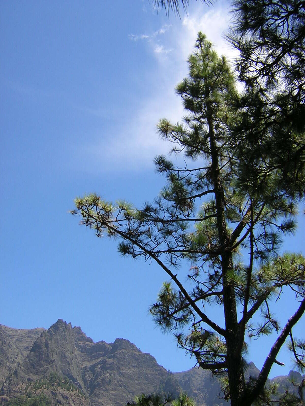 Image de Pinus canariensis C. Sm.
