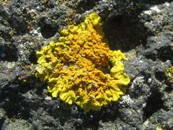 Image of orange wall lichen