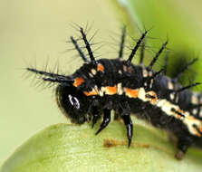 Image of Acraea encedon Linnaeus 1758