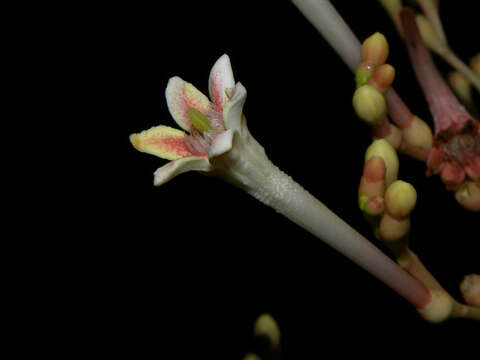 Image de Isertia scorpioides B. M. Boom