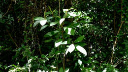 Image of West Indian milkberry