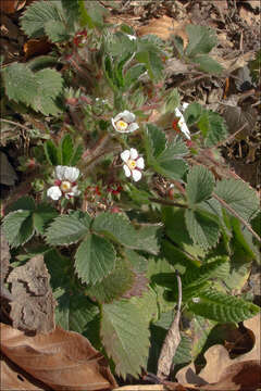 Image of pink barren strawberry