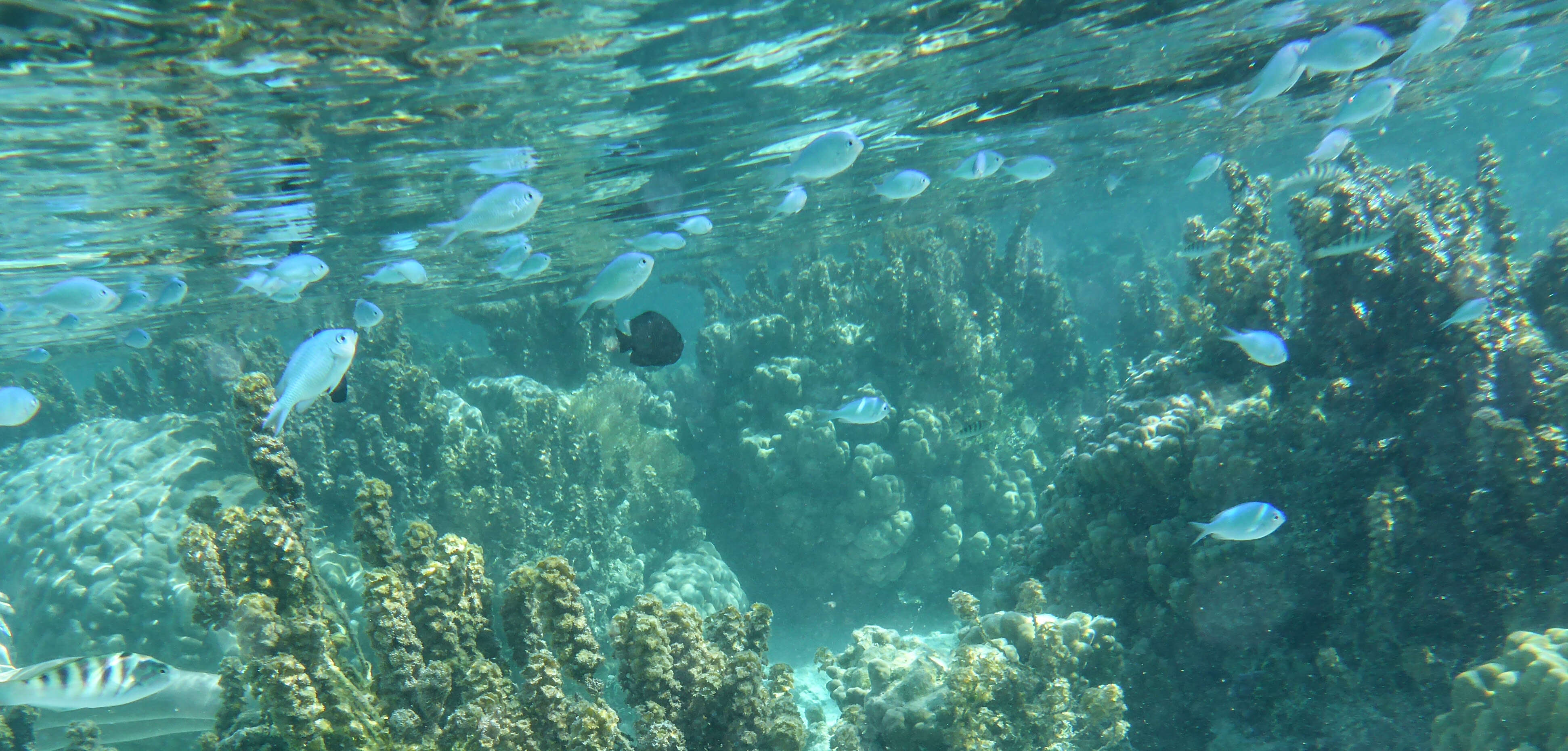 Image of Chromis Fishes